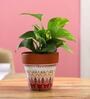 Money Natural Plant In White & Pink Ceramic Pot