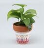 Money Natural Plant In White & Pink Ceramic Pot