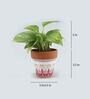 Money Natural Plant In White & Pink Ceramic Pot