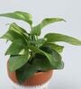Money Natural Plant In White & Pink Ceramic Pot