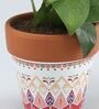 Money Natural Plant In White & Pink Ceramic Pot
