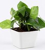 Money Natural Plant in White Pot
