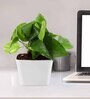 Money Natural Plant in White Pot