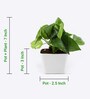 Money Natural Plant in White Pot
