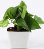 Money Natural Plant in White Pot