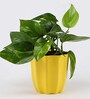 Money Natural Plant in Yellow Pot