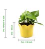 Money Natural Plant in Yellow Pot