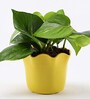 Money Natural Plant in Yellow Pot