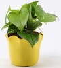 Money Natural Plant in Yellow Pot