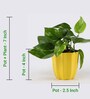 Money Natural Plant in Yellow Pot