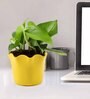 Money Natural Plant in Yellow Pot