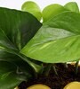 Money Natural Plant in Yellow Pot