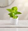 Money Plant Golden In White Pot