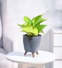 Money Plant Golden With Lagos Grey Plastic Pot
