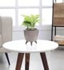 Money Plant Golden With Lagos Mocca Plastic Pot