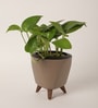Money Plant Variegated Small Plant With Lagos Mocca Pot