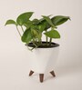 Money Plant Variegated Small Plant With Lagos White Pot