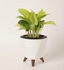 Money Plant Golden With Lagos White Plastic Pot