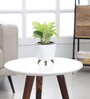 Money Plant Golden With Lagos White Plastic Pot