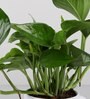 Money Plant In Maa Printed Mug