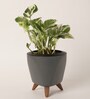 Money Plant N Joy With Lagos Grey Plastic Pot