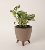Money Plant N Joy With Lagos Mocca Plastic Pot