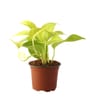 Money Plant Natural Plant