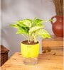 Money Plant Variegated Plant With Self Watering  Pot- Yellow
