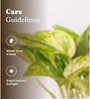 Money Plant Variegated Plant With Self Watering  Pot- Yellow
