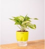 Money Plant Variegated Plant With Self Watering  Pot- Yellow