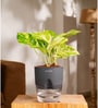 Money Plant Variegated Plant With Self Watering  Pot- Black