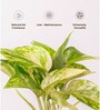 Money Plant Variegated Plant With Self Watering  Pot- Black