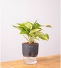 Money Plant Variegated Plant With Self Watering  Pot- Black