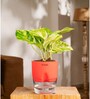 Money Plant Variegated Plant With Self Watering  Pot- Red