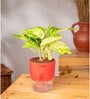 Money Plant Variegated Plant With Self Watering  Pot- Red