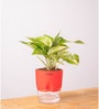 Money Plant Variegated Plant With Self Watering  Pot- Red