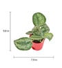 Money Satin Natural Plant In Red Self Watering Plastic Pot