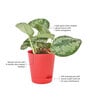 Money Satin Natural Plant In Red Self Watering Plastic Pot