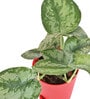 Money Satin Natural Plant In Red Self Watering Plastic Pot