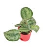 Money Satin Natural Plant In Red Self Watering Plastic Pot
