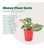 Money Satin Natural Plant In Red Self Watering Plastic Pot