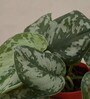 Money Satin Natural Plant In Red Self Watering Plastic Pot