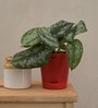 Money Satin Natural Plant In Red Self Watering Plastic Pot