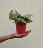 Money Satin Natural Plant In Red Self Watering Plastic Pot