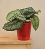 Money Satin Natural Plant In Red Self Watering Plastic Pot