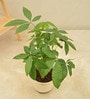 Money Tree Low Maintenance Plants