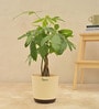Money Tree Low Maintenance Plants