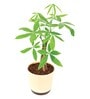 Money Tree Low Maintenance Plants