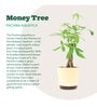Money Tree Low Maintenance Plants