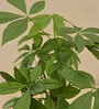 Money Tree Low Maintenance Plants